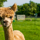 Illustration for article titled Young alpaca dies after total moron repeatedly feeds it junk food